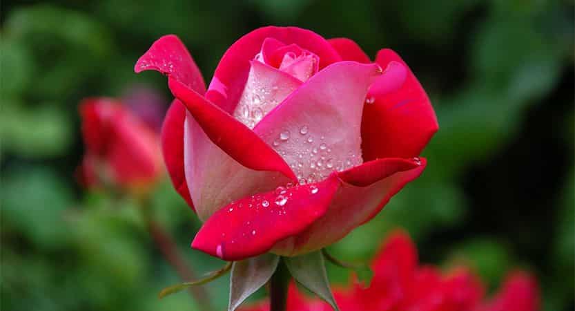 あなたが現在見ているのは Pellentesque nibh aenean in scelerisque