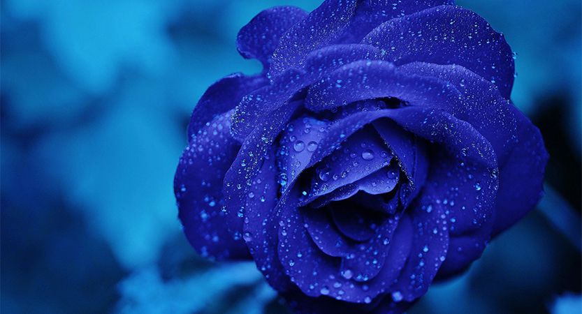 投稿についてもっと詳しく Cras metus sed aliquet risus a tortor