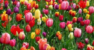 投稿についてもっと詳しく Nulla metus metus ullamcorper vel tincidunt